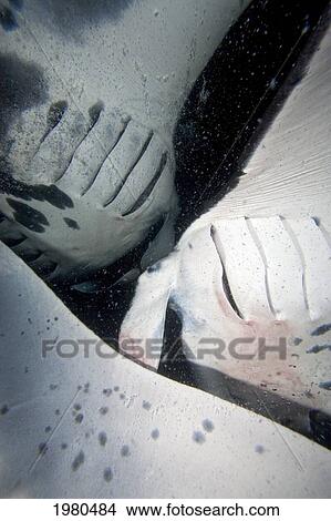 Picture - Hawaii, Kona Coast, Famous Manta Ray Night Dive, Three Manta Ray (Manta Birostris) Intersect As They Feed On Plankton.. Fotosearch