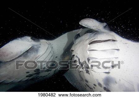 Stock Image - Hawaii, Kona Coast, Famous Manta Ray Night Dive, Two Manta Ray (Manta Birostris) Intersect As They Feed On Plankton.. Fotosearch