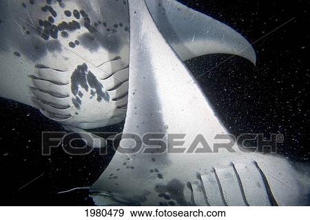 Stock Photo - Hawaii, Kona Coast, Famous Manta Ray Night Dive, Two Manta Ray (Manta Birostris) Intersect As They Feed On Plankton.. Fotosearch