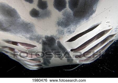 Stock Photograph - Hawaii, Kona Coast, Famous Manta Ray Night Dive, Close-Up Of Gills Of A Manta Ray (Manta Birostris) Feeding On Plankton.. Fotosearch