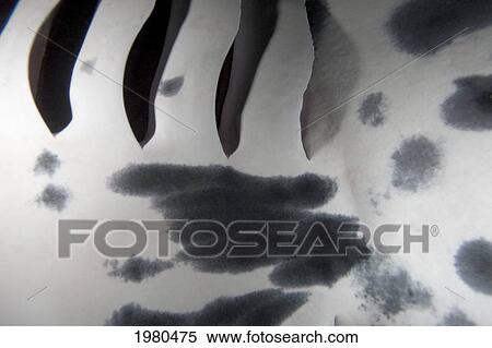 Stock Photography - Hawaii, Kona Coast, Famous Manta Ray Night Dive, Close-Up Of Gills Of A Manta Ray (Manta Birostris) Feeding On Plankton.. Fotosearch