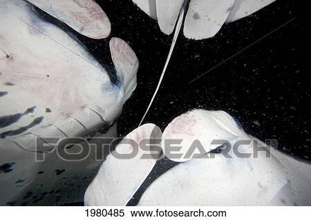 Stock Photography - Hawaii, Kona Coast, Famous Manta Ray Night Dive, Three Manta Ray (Manta Birostris) Intersect As They Feed On Plankton.. Fotosearch