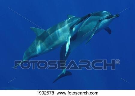 Stock Photo - Hawaii, Kona Coast, Two Spinner Dolphins [Stenella Longirostris] Swimming Together. Fotosearch