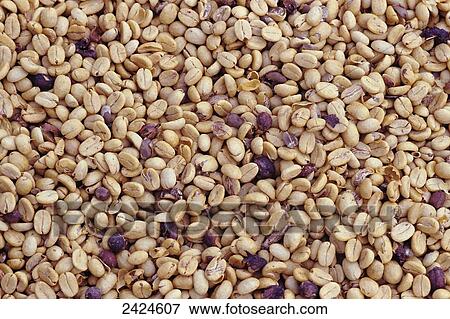 Stock Photo - Hawaii, Kona coffee parch beans drying. Fotosearch