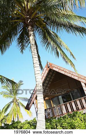 Picture - Hawaii, Kona, Villa With Big Palm Tree In Front.. Fotosearch