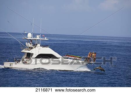 Hawaii, Lanai, A charter boat cruises the waters alongside a bottle nose dolphin (Tursiops truncatus). View Large Photo Image Stock Image - Hawaii, Lanai, A charter boat cruises the waters alongside a bottle nose dolphin (Tursiops truncatus).. Fotosearch
