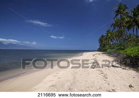 Hawaii, Lanai, A deserted golden beach with palm trees. View Large Photo Image Stock Photography - Hawaii, Lanai, A deserted golden beach with palm trees.. Fotosearch