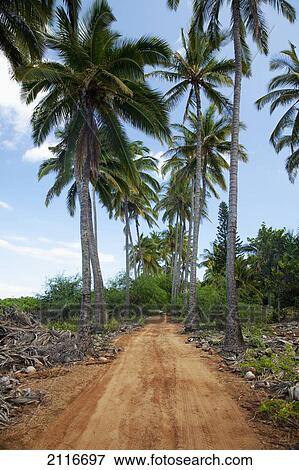 Stock Photo - Hawaii, Lanai, A dirt road lined with tall palm trees.. Fotosearch