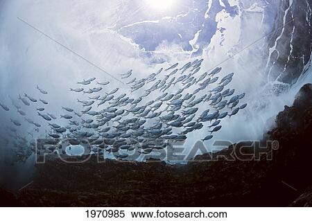 Hawaii, Lanai, A Large School Of Hawaiian Flagtails (Kuhlia Xenura) In A Surge Area View Large Photo Image Stock Photography - Hawaii, Lanai, A Large School Of Hawaiian Flagtails (Kuhlia Xenura) In A Surge Area. Fotosearch