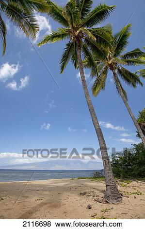 Stock Photo - Hawaii, Lanai, A view of maui from a deserted beach with palm trees.. Fotosearch