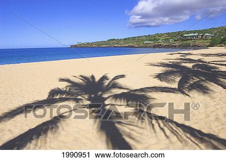 Hawaii, Lanai, Beach With Palm Tree Shadows At Manele Bay View Large Photo Image Stock Image - Hawaii, Lanai, Beach With Palm Tree Shadows At Manele Bay. Fotosearch
