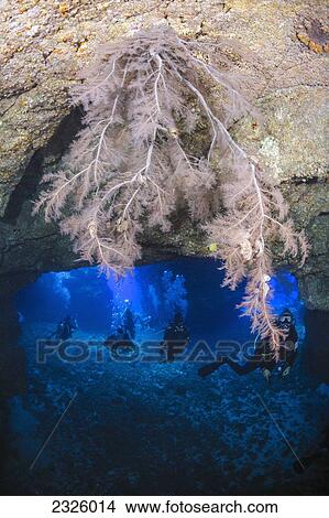 Picture - Hawaii, Lanai, Black Coral (Antipathes Ulex) Hanging Over Second Cathedral Cavern.. Fotosearch