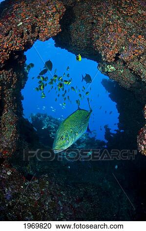 Stock Image - Hawaii, Lanai, Bluefin Trevally Or Jack (Caranx Melampygus) Framed In The Center Of Hard Coral.. Fotosearch