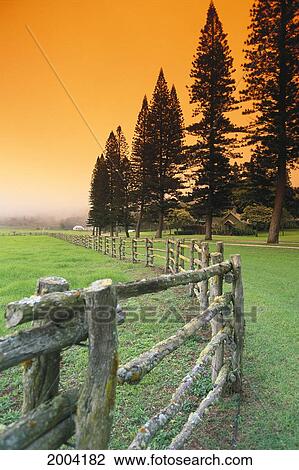 Hawaii, Lanai, City View From Across Street Next To Wooden Fence, Pine Trees Orange Sky View Large Photo Image Stock Image - Hawaii, Lanai, City View From Across Street Next To Wooden Fence, Pine Trees Orange Sky. Fotosearch