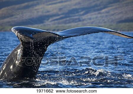 Stock Image - Hawaii, Lanai, Close Up Of The Tail Of A Humpback Whale (Megaptera Novaeangliae).. Fotosearch