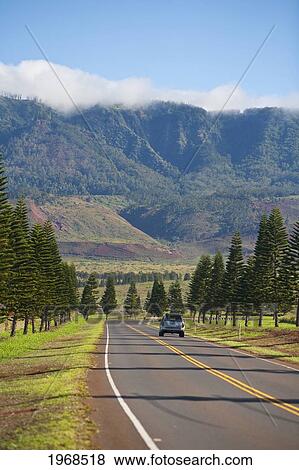 Stock Photo - Hawaii, Lanai, Cook Island Pines Line The Highway To Lanai City, Lone Car Driving.. Fotosearch