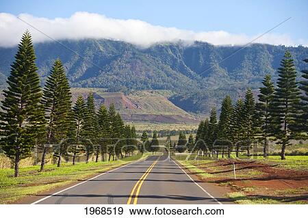 Stock Photo - Hawaii, Lanai, Cook Island Pines Line The Highway To Lanai City.. Fotosearch