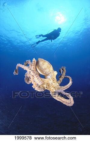 Hawaii, Lanai, Diver Background, Octopus Midwater, Sunburst At Surface (Cyanea) View Large Photo Image Stock Photo - Hawaii, Lanai, Diver Background, Octopus Midwater, Sunburst At Surface (Cyanea). Fotosearch