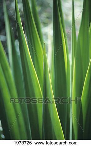 Hawaii, Lanai, Extreme Closeup Of Sisal Plant Leaves View Large Photo Image Stock Photograph - Hawaii, Lanai, Extreme Closeup Of Sisal Plant Leaves. Fotosearch