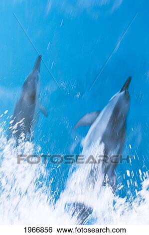 Stock Photograph - Hawaii, Lanai, Hawaiian Spinner Dolphins Gliding Along Surface Of Water. Fotosearch