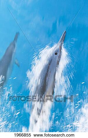 Hawaii, Lanai, Hawaiian Spinner Dolphins Gliding Along Surface Of Water View Large Photo Image Stock Photography - Hawaii, Lanai, Hawaiian Spinner Dolphins Gliding Along Surface Of Water. Fotosearch