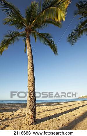 Stock Image - Hawaii, Lanai, Hulope Beach, Tall palm trees on a beautiful beach.. Fotosearch