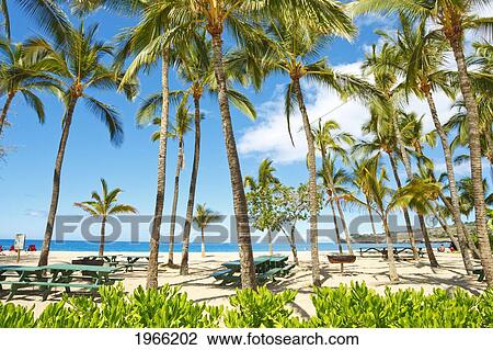 Hawaii, Lanai, Hulopoe Bay Beach Park, Palm Trees And Picnic Tables Along Beach. View Large Photo Image Stock Image - Hawaii, Lanai, Hulopoe Bay Beach Park, Palm Trees And Picnic Tables Along Beach.. Fotosearch