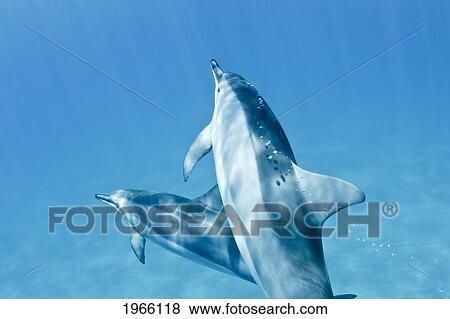 Stock Photo - Hawaii, Lanai, Hulopoe Bay, Pair Of Spinner Dolphins (Stenella Longirostris) Underwater.. Fotosearch