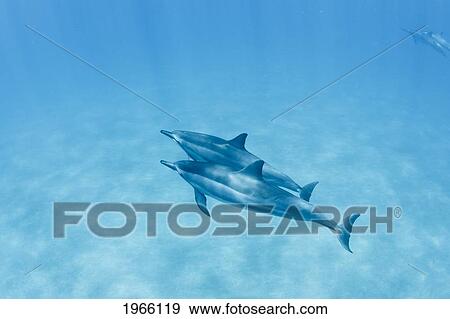 Hawaii, Lanai, Hulopoe Bay, Pair Of Spinner Dolphins (Stenella Longirostris) Underwater. View Large Photo Image Stock Photo - Hawaii, Lanai, Hulopoe Bay, Pair Of Spinner Dolphins (Stenella Longirostris) Underwater.. Fotosearch