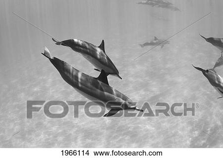 Picture - Hawaii, Lanai, Hulopoe Bay, Spinner Dolphins (Stenella Longirostris) Underwater, Black And White Photograph.. Fotosearch
