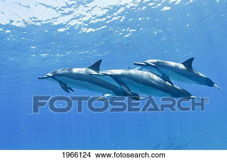 Hawaii, Lanai, Hulopoe Bay, Spinner Dolphins (Stenella Longirostris) Underwater Near Ocean Surface. View Large Photo Image Picture - Hawaii, Lanai, Hulopoe Bay, Spinner Dolphins (Stenella Longirostris) Underwater Near Ocean Surface.. Fotosearch