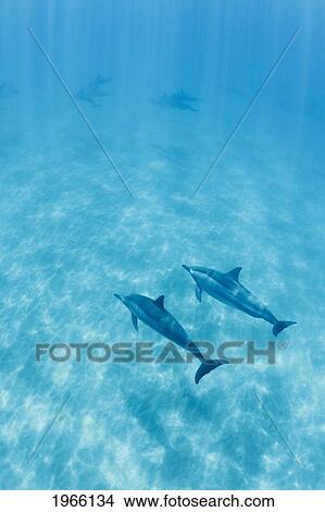 Picture - Hawaii, Lanai, Hulopoe Bay, Spinner Dolphins (Stenella Longirostris) Underwater Near Seafloor.. Fotosearch