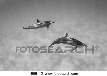 Stock Image - Hawaii, Lanai, Hulopoe Bay, Spinner Dolphins (Stenella Longirostris) Underwater, Black And White Photograph.. Fotosearch