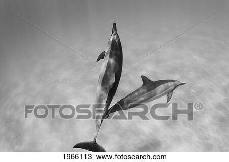 Hawaii, Lanai, Hulopoe Bay, Spinner Dolphins (Stenella Longirostris) Underwater, Black And White Photograph. View Large Photo Image Stock Image - Hawaii, Lanai, Hulopoe Bay, Spinner Dolphins (Stenella Longirostris) Underwater, Black And White Photograph.. Fotosearch