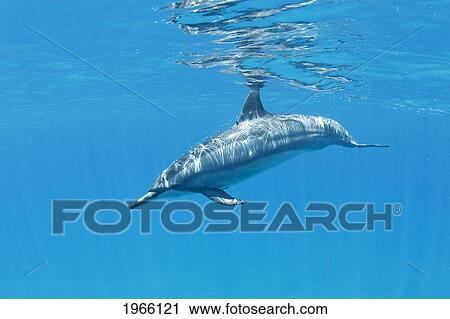 Stock Image - Hawaii, Lanai, Hulopoe Bay, Spinner Dolphin (Stenella Longirostris) Underwater Near Ocean Surface.. Fotosearch