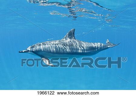 Stock Image - Hawaii, Lanai, Hulopoe Bay, Spinner Dolphin (Stenella Longirostris) Underwater Near Ocean Surface.. Fotosearch