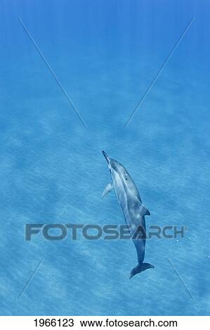 Stock Image - Hawaii, Lanai, Hulopoe Bay, Spinner Dolphin (Stenella Longirostris) Underwater Near Seafloor.. Fotosearch