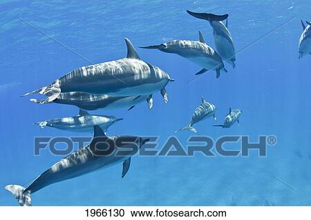 Stock Image - Hawaii, Lanai, Hulopoe Bay, Spinner Dolphins (Stenella Longirostris) Underwater Near Ocean Surface.. Fotosearch