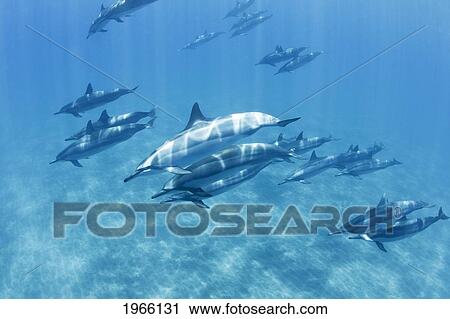 Stock Image - Hawaii, Lanai, Hulopoe Bay, Spinner Dolphins (Stenella Longirostris) Underwater.. Fotosearch