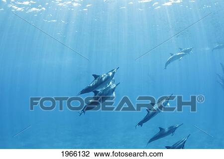 Stock Image - Hawaii, Lanai, Hulopoe Bay, Spinner Dolphins (Stenella Longirostris) Underwater Near Ocean Surface, Light Rays.. Fotosearch