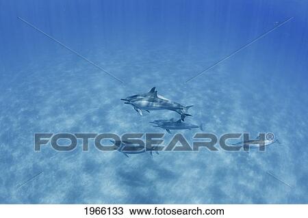 Hawaii, Lanai, Hulopoe Bay, Spinner Dolphins (Stenella Longirostris) Underwater Near Seafloor. View Large Photo Image Stock Image - Hawaii, Lanai, Hulopoe Bay, Spinner Dolphins (Stenella Longirostris) Underwater Near Seafloor.. Fotosearch