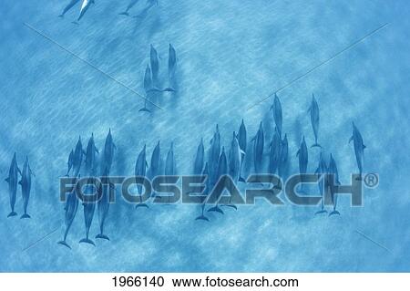 Hawaii, Lanai, Hulopoe Bay, Spinner Dolphins (Stenella Longirostris) Underwater Near Seafloor, View From Above. View Large Photo Image Stock Image - Hawaii, Lanai, Hulopoe Bay, Spinner Dolphins (Stenella Longirostris) Underwater Near Seafloor, View From Above.. Fotosearch