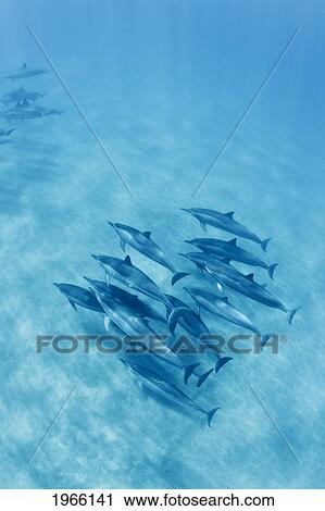 Stock Image - Hawaii, Lanai, Hulopoe Bay, Spinner Dolphins (Stenella Longirostris) Underwater Near Seafloor, View From Above.. Fotosearch