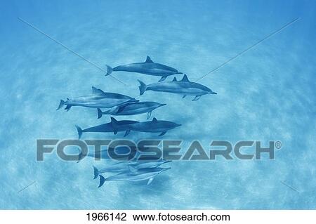 Stock Image - Hawaii, Lanai, Hulopoe Bay, Spinner Dolphins (Stenella Longirostris) Underwater Near Seafloor, View From Above.. Fotosearch