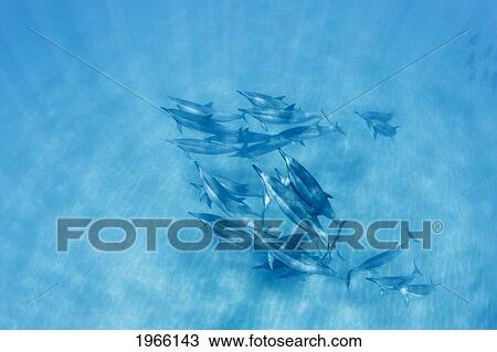 Stock Image - Hawaii, Lanai, Hulopoe Bay, Spinner Dolphins (Stenella Longirostris) Underwater Near Seafloor, View From Above.. Fotosearch