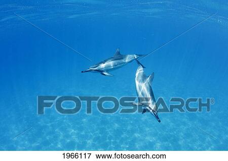 Stock Photo - Hawaii, Lanai, Hulopoe Bay, Spinner Dolphins (Stenella Longirostris) Underwater.. Fotosearch
