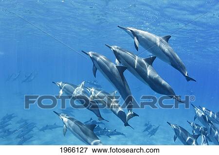 Stock Photo - Hawaii, Lanai, Hulopoe Bay, Spinner Dolphins (Stenella Longirostris) Underwater.. Fotosearch