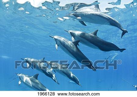 Hawaii, Lanai, Hulopoe Bay, Spinner Dolphins (Stenella Longirostris) Underwater Near Ocean Surface. View Large Photo Image Stock Photo - Hawaii, Lanai, Hulopoe Bay, Spinner Dolphins (Stenella Longirostris) Underwater Near Ocean Surface.. Fotosearch