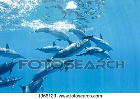 Stock Photo - Hawaii, Lanai, Hulopoe Bay, Spinner Dolphins (Stenella Longirostris) Underwater Near Ocean Surface.. Fotosearch