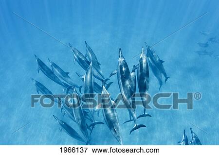 Hawaii, Lanai, Hulopoe Bay, Spinner Dolphins (Stenella Longirostris) Underwater Near Seafloor. View Large Photo Image Stock Photo - Hawaii, Lanai, Hulopoe Bay, Spinner Dolphins (Stenella Longirostris) Underwater Near Seafloor.. Fotosearch